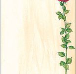 SIGEL Rose Bloom Motivpapier DIN A4 90 g/m²