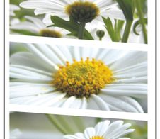 SIGEL Grußkarten Romance DIN A6