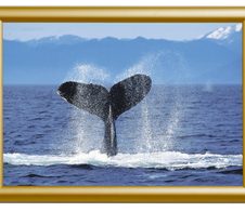 Showdown® Displays Klapprahmen 62,5 x 87,2 cm gold