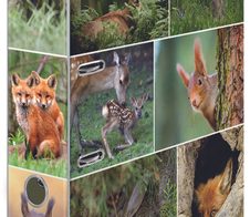 HERMA Motivordner Rückenbreite 7 cm DIN A4 Karton Motiv