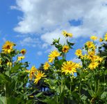 HERMA Ordneretiketten 38,0 x 192,0 mm natur