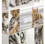 HERMA Ringbuch 2-Ringe DIN A4 3.5 cm Motiv