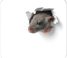 RNK-Verlag Mousepad-Notizblock 24,0 x 22,0 cm weiß/grau