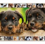 HERMA Schreibtischunterlagen 55,0 x 35,0 cm Hunde