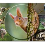 HERMA Schreibtischunterlagen 55,0 x 35,0 cm Waldtiere