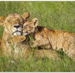 VELOFLEX Schreibtischunterlage 50,0 x 35,0 cm Löwen