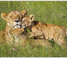 VELOFLEX Schreibtischunterlage 50,0 x 35,0 cm Löwen