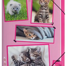 xoxo Katzen