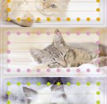 HERMA Schuletiketten Katzen