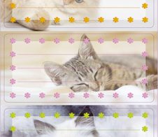 HERMA Schuletiketten Katzen