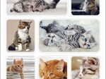 HERMA Aufkleber Katzen
