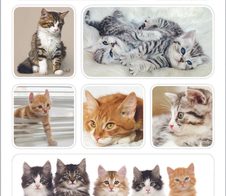 HERMA Aufkleber Katzen