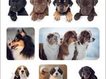 HERMA Aufkleber Hunde