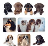 HERMA Aufkleber Hunde