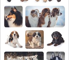 HERMA Aufkleber Hunde