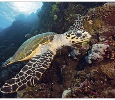 VELOFLEX Schreibtischunterlage 60,0 x 40,0 cm Schildkröte