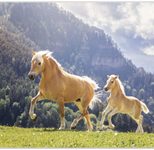 VELOFLEX Schreibtischunterlage 50,0 x 35,0 cm Pferde