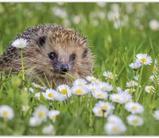 VELOFLEX Schreibtischunterlage 50,0 x 35,0 cm Igel