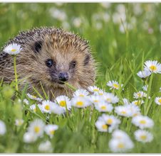 Igel