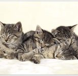 VELOFLEX Schreibtischunterlage 50,0 x 35,0 cm Katzen