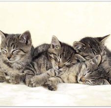 Katzen