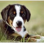 VELOFLEX Schreibtischunterlage 60,0 x 40,0 cm Welpe