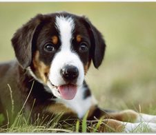 VELOFLEX Schreibtischunterlage 60,0 x 40,0 cm Welpe