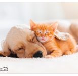 Speedlink SILK Mauspad, Hund & Katze