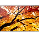 Sharp MultiSync M432 Digital Signage Display 108 cm 42,5 Zoll