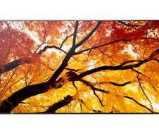 Sharp MultiSync M982 Digital Signage Display 247,7 cm 98 Zoll